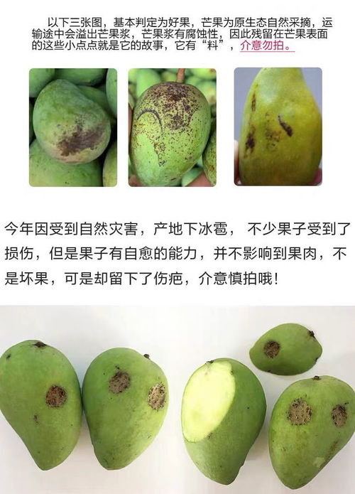當季小臺農芒果 百色熱帶水果的甜蜜饋贈